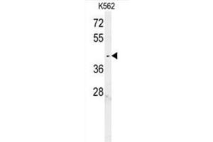 C6orf58 Antibody (Center) western blot analysis in K562 cell line lysates (35µg/lane). (C6ORF58 anticorps  (Middle Region))
