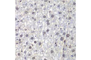 Immunohistochemistry of paraffin-embedded mouse liver using U2AF1 antibody at dilution of 1:200 (400x lens). (U2AF1 anticorps)