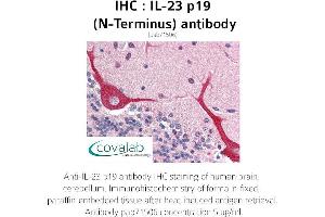 Image no. 2 for anti-Interleukin 23, alpha subunit p19 (IL23A) antibody (ABIN1735879) (IL23A anticorps)