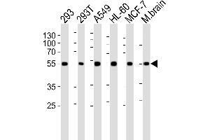Western blot analysis of lysates from 293, 293T, A549, HL-60, MCF-7 cell line and mouse brain tissue lysate (from left to right), using DKK3 Antibody (A30) at 1:1000 at each lane. (DKK3 anticorps  (N-Term))
