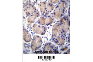 CES8 Antibody immunohistochemistry analysis in formalin fixed and paraffin embedded human stomach tissue followed by peroxidase conjugation of the secondary antibody and DAB staining.