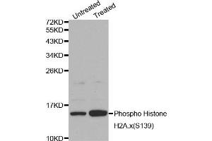 Western blot analysis on Jurkat cell lysates using Phospho-Histone H2A. (H2AFX anticorps  (pSer139))