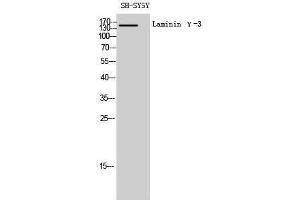 Western Blotting (WB) image for anti-Laminin, gamma 3 (LAMC3) (C-Term) antibody (ABIN3185355)