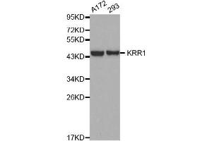 Western blot analysis of extracts of various cell lines, using KRR1 antibody.