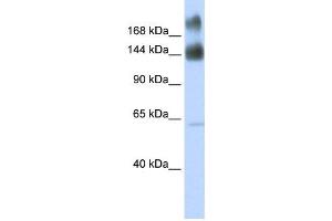 Western Blotting (WB) image for anti-Kinectin 1 (Kinesin Receptor) (KTN1) antibody (ABIN2458912) (KTN1 anticorps)