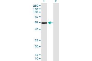 Western Blot analysis of IGHG1 expression in transfected 293T cell line by IGHG1 MaxPab polyclonal antibody.