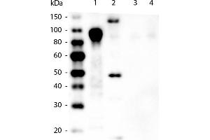 Western Blot of Mouse anti-6X HIS Tag Antibody.