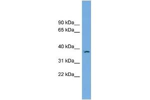 WB Suggested Anti-FKBPL Antibody Titration: 0.