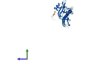AlphaFold protein structure predicition of Human Recombinant CLEC12B Protein, UniprotID Q2HXU8