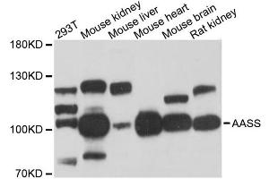 Western blot analysis of extracts of various cell lines, using AASS antibody (ABIN6291563) at 1:3000 dilution. (AASS anticorps)