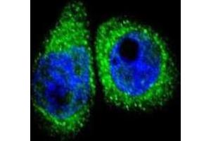 Immunofluorescence (IF) image for anti-Cytochrome P450, Family 7, Subfamily B, Polypeptide 1 (CYP7B1) antibody (ABIN3003910)