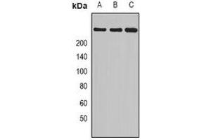 Western blot analysis of Myosin 1 expression in mouse heart (A), rat skeletal muscle (B), rat heart (C) whole cell lysates. (MYH1 anticorps)