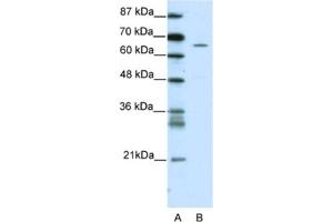 Western Blotting (WB) image for anti-Zinc Finger Protein 205 (ZNF205) antibody (ABIN2461698) (ZNF205 anticorps)