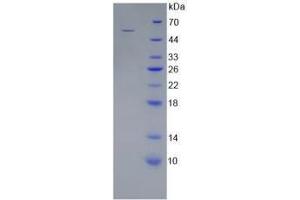 SDS-PAGE analysis of Mouse WNT10A Protein. (WNT10A Protéine)