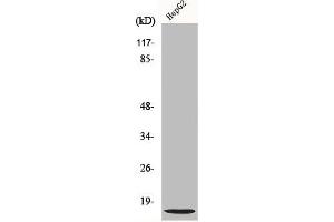 Western Blot analysis of Jurkat cells using NDUFA4L2 Polyclonal Antibody (NDUFA4L2 anticorps  (C-Term))