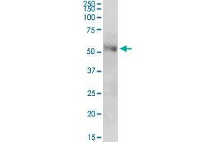 CENPT MaxPab polyclonal antibody.