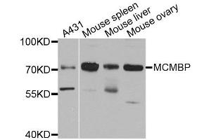 Western blot analysis of extracts of various cell lines, using MCMBP antibody. (MCMBP anticorps  (AA 1-240))