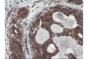 Image no. 4 for anti-Acyl-CoA Binding Domain Containing 3 (Acbd3) antibody (ABIN1498415)