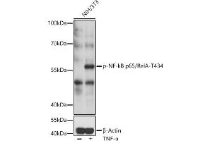 Western blot analysis of extracts of NIH/3T3 cells, using Phospho-NF-kB p65/RelA-T434 pAb (ABIN7269000) at 1:1000 dilution or RelA antibody (ABIN7268997).