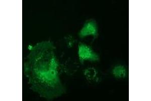 Anti-RNH1 mouse monoclonal antibody (ABIN2453613) immunofluorescent staining of COS7 cells transiently transfected by pCMV6-ENTRY RNH1 (RC208360). (RNH1 anticorps)
