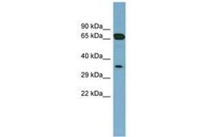 Image no. 1 for anti-Glyoxalase Domain Containing 4 (GLOD4) (AA 143-192) antibody (ABIN6741898) (GLOD4 anticorps  (AA 143-192))