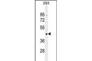 OR10G2 Antibody (N-term) (ABIN655290 and ABIN2844879) western blot analysis in 293 cell line lysates (35 μg/lane). (OR10G2 anticorps  (N-Term))