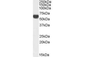 Image no. 1 for anti-Perilipin 1 (PLIN1) (C-Term) antibody (ABIN374794)