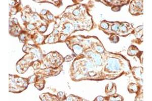Immunohistochemical staining (Formalin-fixed paraffin-embedded sections) of human placenta with TYMP monoclonal antibody, clone P-GF. (Thymidine Phosphorylase anticorps)