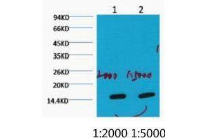 Western Blot (WB) analysis of HeLa, diluted at 1) 1:2000 2) 1:5000. (COX IV anticorps)