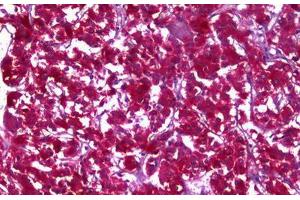 Anti-MDH1 antibody IHC staining of human adrenal. (MDH1 anticorps)