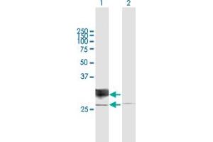 Western Blot analysis of RND1 expression in transfected 293T cell line by RND1 MaxPab polyclonal antibody. (RND1 anticorps  (AA 1-232))