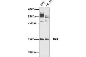 Western blot analysis of extracts of various cell lines, using UXT antibody (ABIN1683236, ABIN3018705, ABIN3018706 and ABIN6220550) at 1:1000 dilution. (UXT anticorps  (AA 13-169))