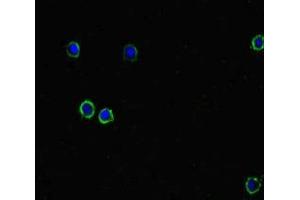 Immunofluorescent analysis of HepG2 cells using ABIN7150005 at dilution of 1:100 and Alexa Fluor 488-congugated AffiniPure Goat Anti-Rabbit IgG(H+L)