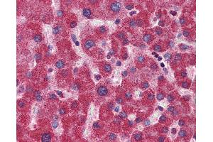 Anti-MTHFD1 antibody IHC of human liver.