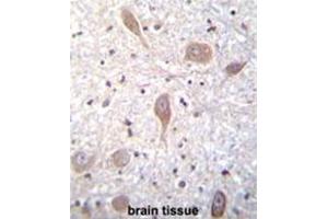 VSGP/F-spondin Antibody (N-term) immunohistochemistry analysis in formalin fixed and paraffin embedded human brain tissue followed by peroxidase conjugation of the secondary antibody and DAB staining.