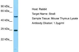 Host: Rabbit Target Name: Stra8 Sample Type: Mouse Thymus lysates Antibody Dilution: 1. (STRA8 anticorps  (N-Term))