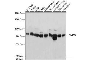 Western blot analysis of extracts of various cell lines using NUP93 Polyclonal Antibody at dilution of 1:3000. (NUP93 anticorps)