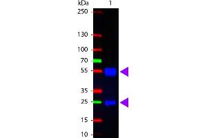 Western Blot of Fluorescein conjugated Rabbit anti-Swine IgG antibody. (Lapin anti-Porc IgG (Heavy & Light Chain) Anticorps (FITC))