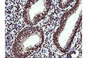 Image no. 4 for anti-O-Sialoglycoprotein Endopeptidase (OSGEP) (AA 1-335) antibody (ABIN1490751) (OSGEP anticorps  (AA 1-335))