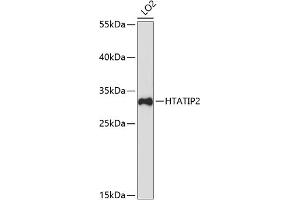 Western blot analysis of extracts of LO2 cells, using HT antibody (ABIN7267755) at 1:3000 dilution. (HIV-1 Tat Interactive Protein 2, 30kDa (HTATIP2) (C-Term) anticorps)