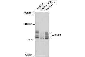 Western blot analysis of extracts of various cell lines, using FMRP Rabbit mAb (ABIN1679778, ABIN3019025, ABIN3019026 and ABIN7101703) at 1:1000 dilution. (FMR1 anticorps)