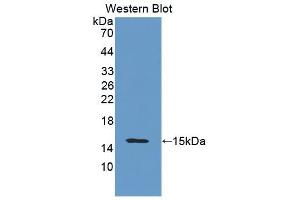 Detection of Recombinant ITGaM, Mouse using Polyclonal Antibody to Integrin Alpha M (CD11b) (CD11b anticorps  (AA 808-931))