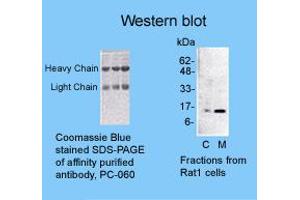 Image no. 1 for anti-Cytochrome C, Somatic (CYCS) antibody (ABIN187764) (Cytochrome C anticorps)