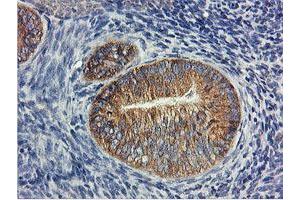 Image no. 7 for anti-Ubiquitin Specific Peptidase 10 (USP10) antibody (ABIN1501687)