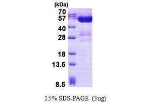 Figure annotation denotes ug of protein loaded and % gel used. (STAMBPL1 Protéine)