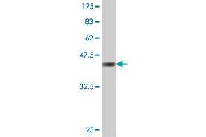 Western Blot detection against Immunogen (36.