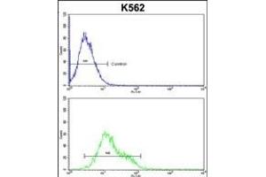 IC Antibody (C-term) (ABIN1882096 and ABIN2842402) flow cytometric analysis of k562 cells (bottom histogram) compared to a negative control cell (top histogram).