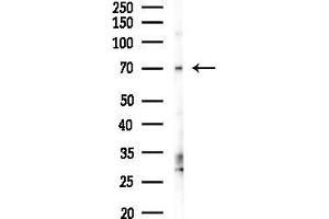 Western blot analysis of lysates from 293 cells(LPS 4h treatment), using GORASP1 Antibody at 1/1000 dilution.