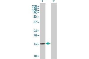 Western Blot analysis of SCGB2A2 expression in transfected 293T cell line by SCGB2A2 MaxPab polyclonal antibody. (Mammaglobin A anticorps  (AA 1-93))