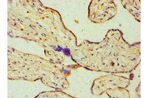 Immunohistochemistry of paraffin-embedded human placenta tissue using ABIN7149658 at dilution of 1:100
